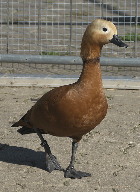 客场
