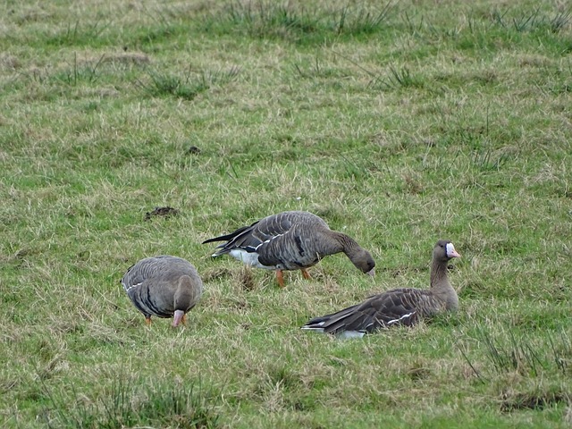 他们凭借稳 他们凭借稳